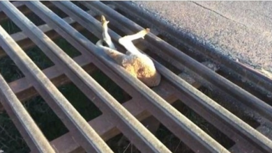 Photo of Young Kangaroo Rescued After Close Call With A Cattle Grate