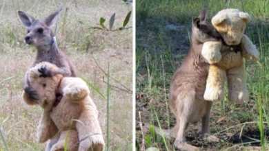 Photo of Orphaned Baby Kangaroo Finds Comfort in His Teddy Bear