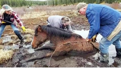 Photo of Depleted Horse Was Stuck In Mud For 5 Hours After Her Herd Left Her Behind