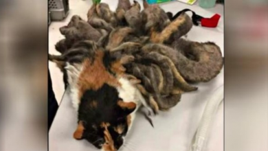 Photo of Shelter Staff Springs Into Action When They See “Worst Case Of Matted Fur” Ever
