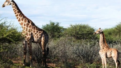 Photo of Meet The Worlds Smallest Giraffes – A Very Rare Case Of Dwarfism
