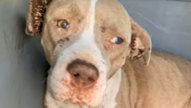 Photo of Abandoned Pregnant Dog Covered In Ticks Makes An Incredible Transformation