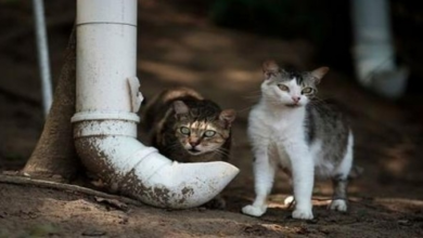 Photo of People Chip in To Help Brazil’s Cat Island Starved by the Coronavirus Pandemic