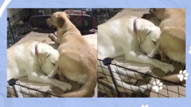 Photo of Papa Dog Stays with Mother Dog Who is Preparing for Labor