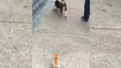 Photo of Stray Kitten Follows The Family’s Dog Home During Their Walk