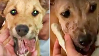 Photo of Street-Puppy With Broken Jaw, Has A Smile At Last