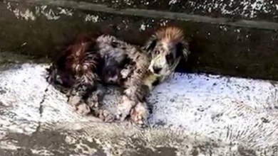 Photo of “Ugly” Street Dog Slept On The Side Of The Road Every Day, But Look At Her Now
