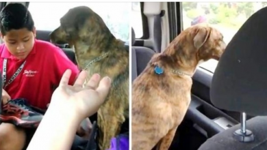 Photo of Little Boy Has To Leave For School But His Dog Is Heartbroken & Starts Crying