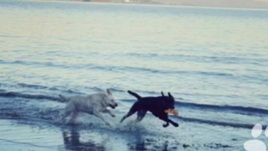 Photo of After a long time apart, dogs have an emotional reunion at the beach