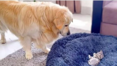 Photo of After discovering his soft bed occupied by the spoiled kitten the Golden Retriever starts to struggle for bringing back his dog bed