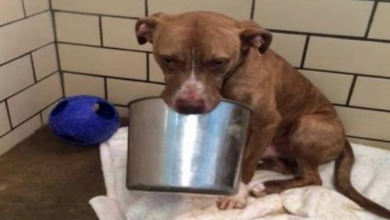 Photo of A Shelter Dog Was Terrified Of Everything, But Found Solace In A Bucket That He Carried Everywhere