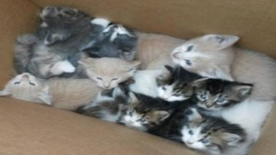 Photo of Two Stray Cat Mothers Ask For The Help Of Hikers for Their 9 Babies in the Woods