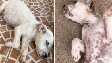Photo of Stray Pup In Dire Situation Screams For Help & Says Paw Prayers She Is Heard
