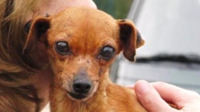 Photo of Dog Was Locked In Cage For 12 Years, Loses Both Eyes But Finally Tastes Freedom