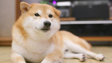 Photo of Shiba Inu: 8 Amazing Facts About These Adorable Pups