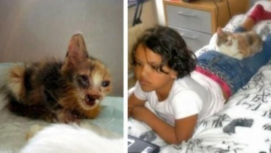 Photo of Little Girl Saves Stray Disfigured Cat That No One Else Wanted