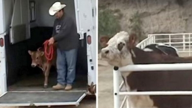 Photo of Abused Cow Was Finally Rescued And Kept Crying Til She Saw Next Rescue Van