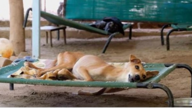 Photo of Street Dog Unable to Stand Up After Hit By Car Gives Rescuers Beautiful Surprise