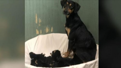 Photo of Concerned Dog Leads Shelter Volunteers To Her Neglected Puppies