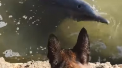 Photo of Australian Police Dog Makes Friends With Two Wild Dolphins