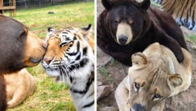 Photo of A Lion, a Tiger and a Bear Are Best Friends, Going Strong for 15 Years