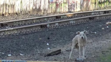 Photo of Blue-Eyed Husky Had No One, Stood Alone On The Tracks Of A Ghost Town