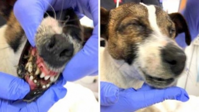 Photo of Owner Seals Dog’s Eyes And Mouth Shut With Superglue, Dumps Her On A Busy Road