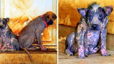 Photo of Abused Dogs Left To Rot & Die, Beg For Help With Unspeakable Misery In Their Eyes