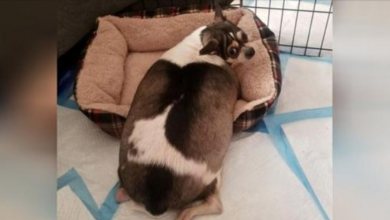 Photo of Overweight Chihuahua Abandoned In Locked Crate Alongside New Jersey Highway