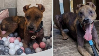 Photo of Heartbreaker In Town: Dog Born With A Permanent Smile