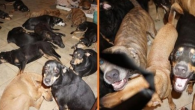 Photo of Woman Shelters 97 Stray Dogs In Her House During A Terrible Storm