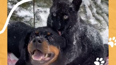 Photo of Unlikely Friendships are Possible: Panther and Rottweiler Become Best of Friends