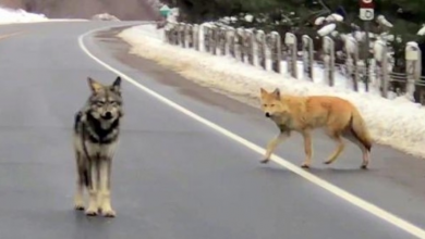 Photo of He Stood In The Middle Of The Road But A Wolf Walked Up Right Behind Him