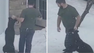Photo of Neighbor Films Man Kicking & Dragging His Dog But Cops Say It’s “Not Abuse”