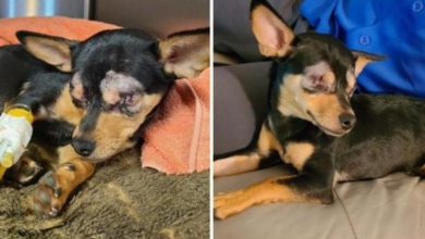 Photo of 6-Month-Old Tiny Chihuahua So Severely Beaten That Both Eyes Must Be Removed