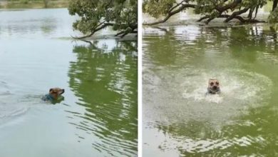 Photo of Dog Mistakes Floating Stick for Snake
