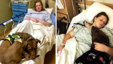 Photo of Dog Feels Seizuring Mom’s Heartbeat & Cushions Her With His Body As She Collapses