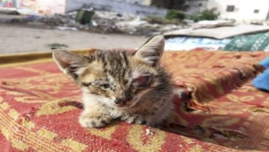 Photo of Kittens Abandoned on a Rubbish Dump and Left to Die