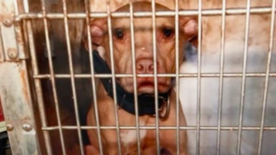 Photo of Nearly 90 Dogs Rescued From Vicious Interstate Dog Fighting Ring