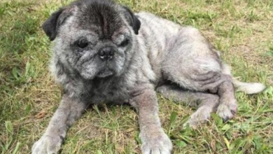 Photo of 12-Year-Old Girl Saves Elderly Pug Thrown From Moving Car In Garbage Bag