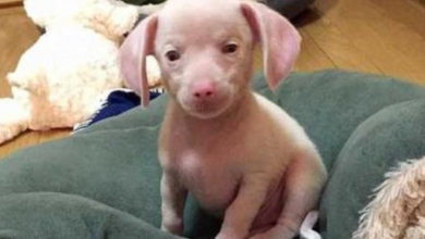 Photo of Blind And Deaf Puppy That Looks Like A Baby Piglet Helps Kids Deal With Their Differences