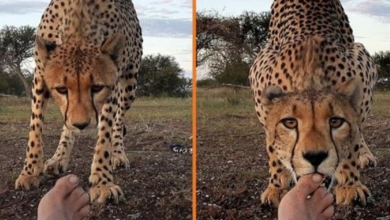 Photo of Incredible Moment A Wild Cheetah Cub Licks Photographer’s Toes