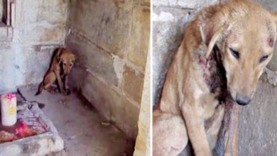 Photo of Pained And On His Own, Puppy Sought Refuge In One Place He Felt Closer To God