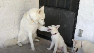 Photo of Gentle Husky Teaches Adorable Puppies to Play