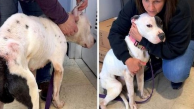 Photo of Severely Abused Dog Tucks Her Tail Between Her Legs, Looks For Someone To Hug