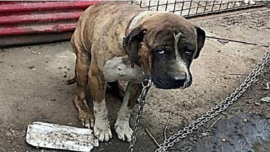 Photo of Miserable Dog Was Strangled By Heavy Chain For Years, Starved & Ignored By Owner