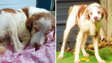 Photo of Owner Admits He Forced Senior Dog To Live All Alone In A Shed For 14 Years