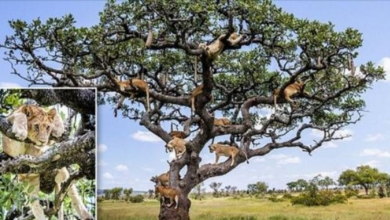 Photo of Whole Pride Of Lions Seek Refuge Up A Tree To Escape FLIES