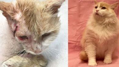Photo of Abandoned Kitten Suffers Vicious Attack, Finally Finds Forever Home