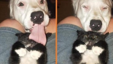 Photo of Adorable Blind And Deaf Dog Comforts Every Foster Pet His Owner Brings Home